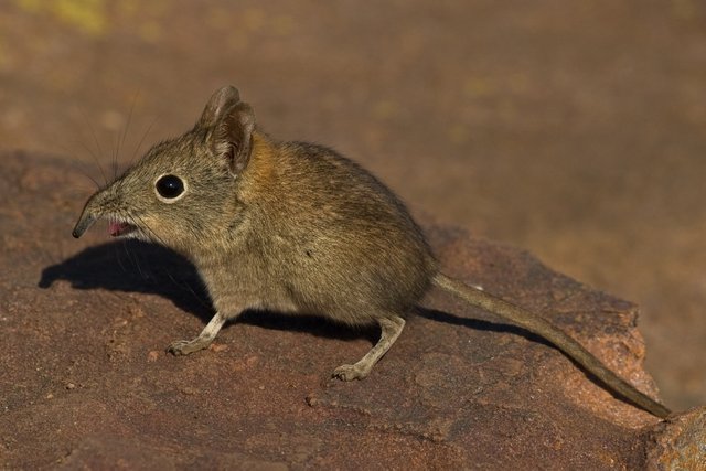 Animalphabet E Lephant Shrew Steemit