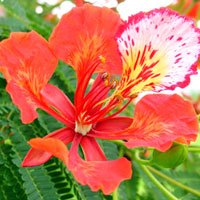 15+ Bahamas National Flower