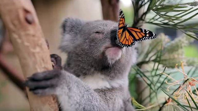 Cute Koalas Playing 🐨 Funny Koala 🦋(Videos Inside)🦋 — Steemit
