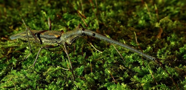 Rat control has given the Giraffe Weevil a better chance of survival in New Zealand © Steve Reekie
