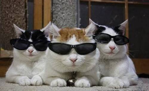 mafia cats