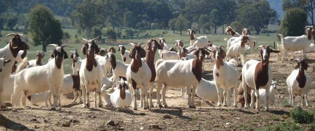 Image result wey dey for IMAGE OF GOAT FARM
