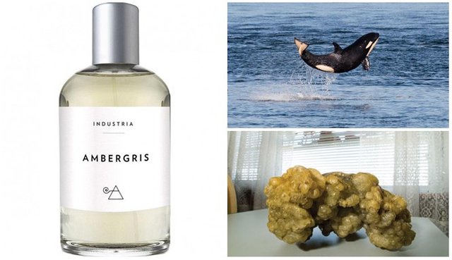 fragrance from sperm whale