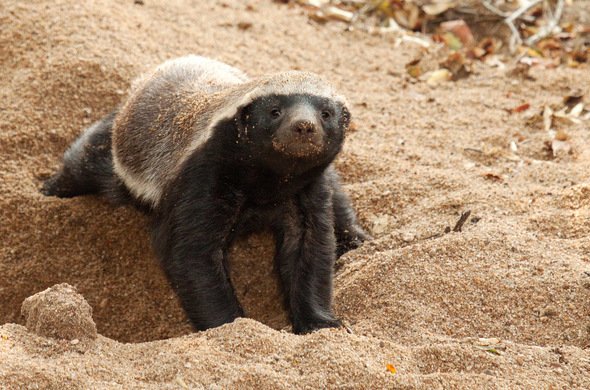 honey-badger-burrowing-richard-miller-590x390.jpg