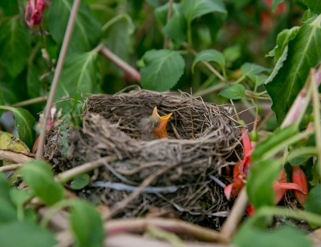 Baby Robin