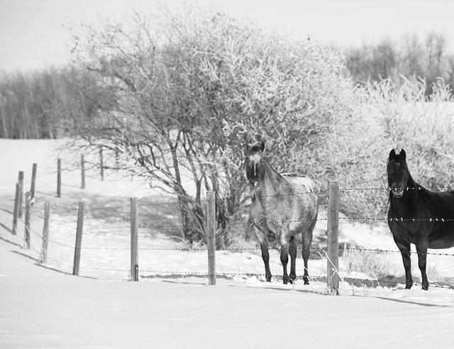 Winter Horses