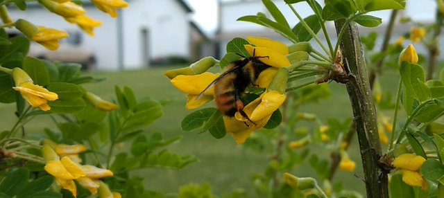 bee