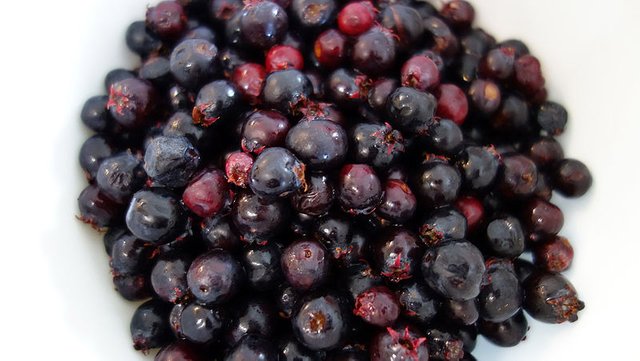 saskatoons