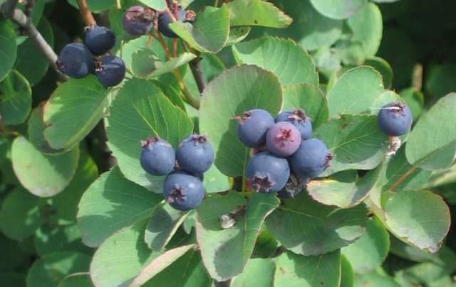 Saskatoon Berries