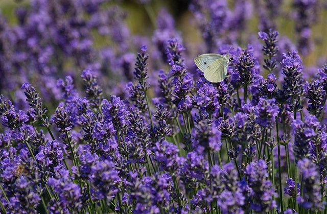 Lavender