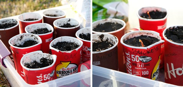 seedlings in coffee cups