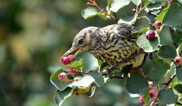 sage thrasher