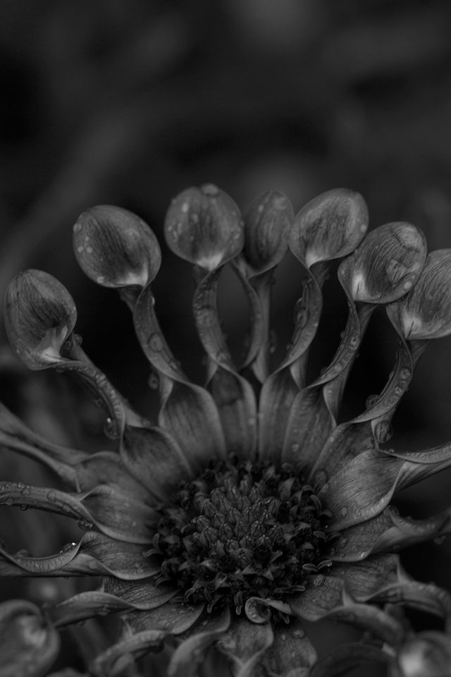 Osteospermum