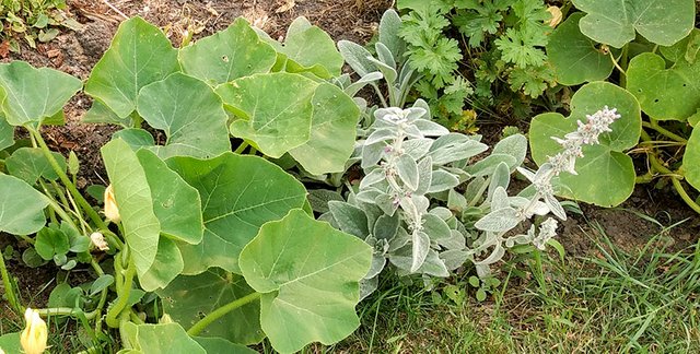 Lambs Ear