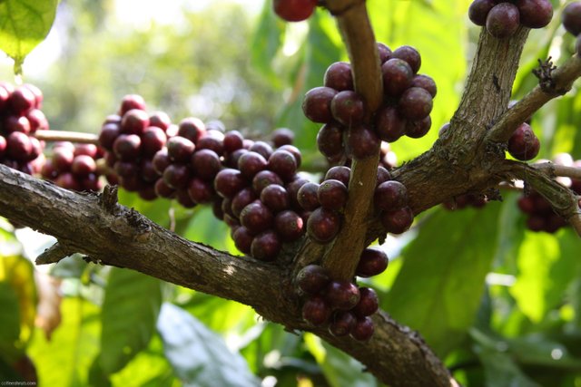 What Is Robusta Coffee And What Is The Difference With Arabica