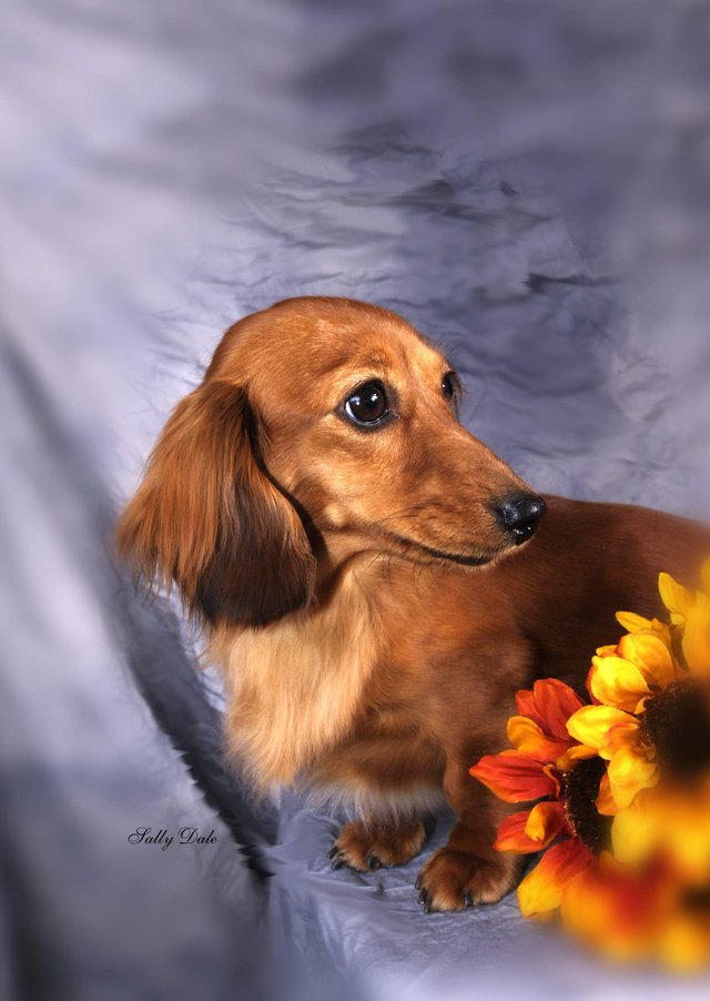 Attention Dog Lovers Lompoc Dog Show 2016 Which Dog Is The