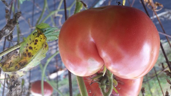 Tomatoes Can Be Assholes Too.