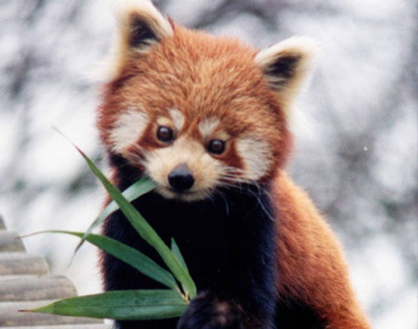Pic of Red Panda