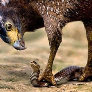 Blackchested Snake Eagle Hunting Stock Photo Edit Now 50796268