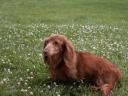 Long-haired dachshund