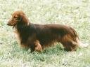 Long haired dachshund