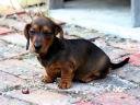 Dachshund pup