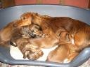 Dachshund puppies