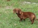 Short-haired dachshund