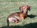 Short-haired dachshund