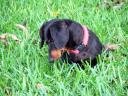 Short-haired dachshund