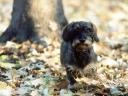 Wire-haired dachshund