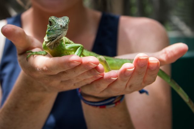 Baby iguana