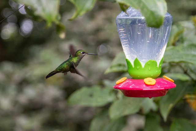 Hummingbird mid flight