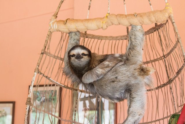 Buttercup at the sloth sanctuary