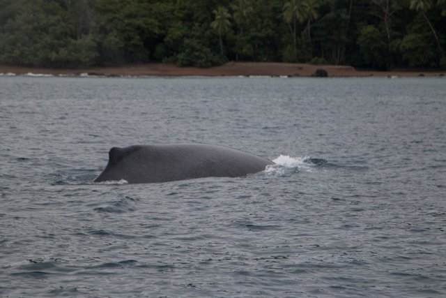 Humpback whale next to the boat