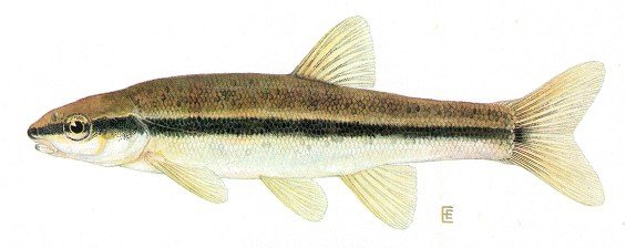 minnow