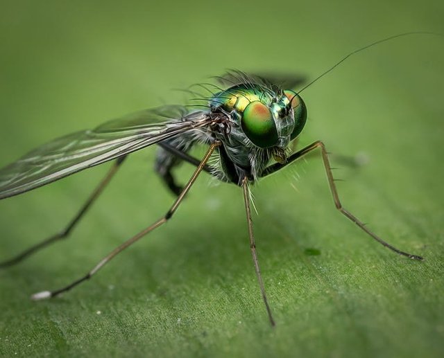 The World's Insects Are On The Verge Of A "Catastrophic Collapse"...