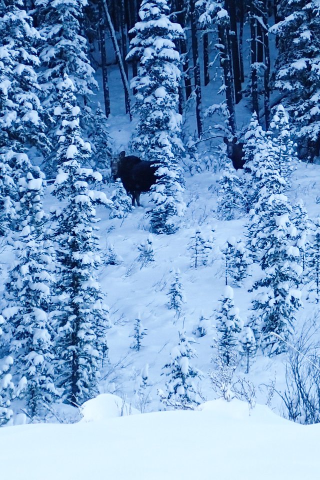 XCSkiing-Canada