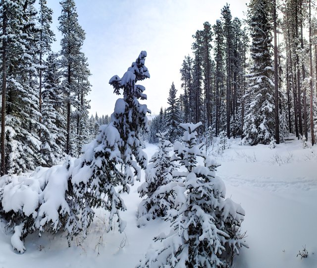 XCSkiing-Canada