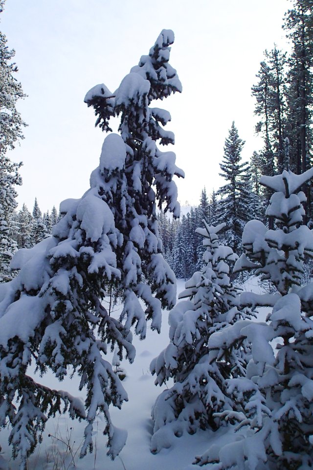 XCSkiing-Canada