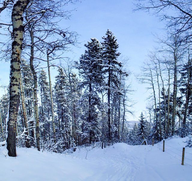 XCSkiing-Canada