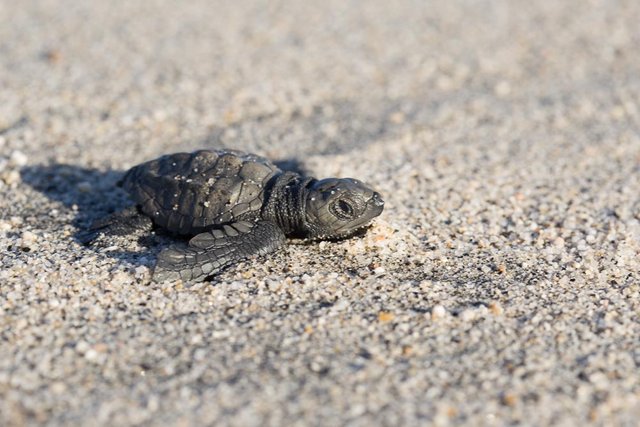 Baby Turtles And Christmas In Los Barriles — Steemit