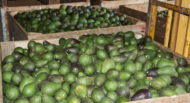 FooDosage - Under Review - Avocados - Is the world's hunger for avocados unjustified