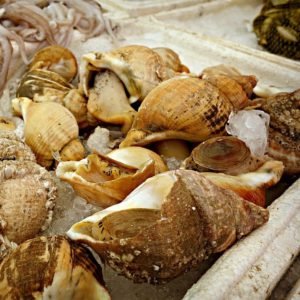 Conchs