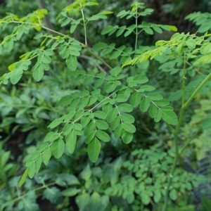Moringa (Drumstick) Leaves, a rich source of Vitamin B6