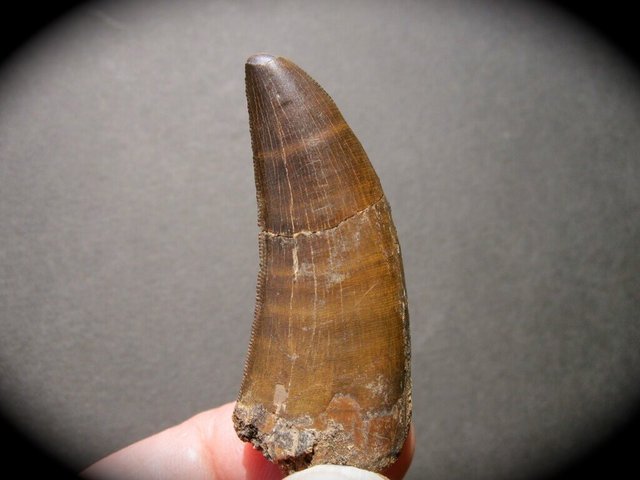 a dinosaur tooth