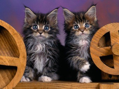 Maine Coon Kittens