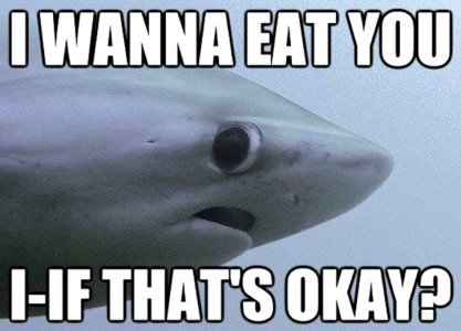 Timid-shark-wants-to-ask-you-a-question