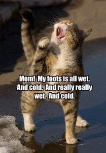 cat wet foot