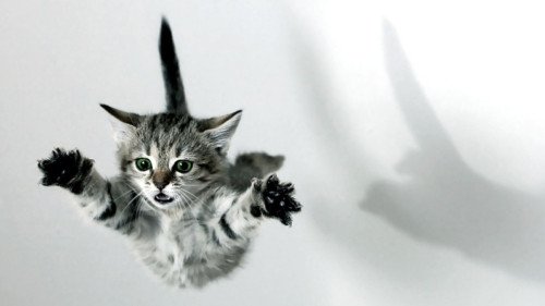 cat_jump_1600x900